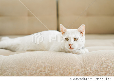 A white cat, who was sheltered with a sore eye, is lying on the couch 94430132
