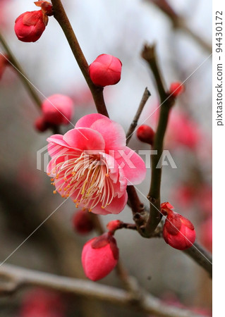Pink plum blossoms in full bloom 94430172