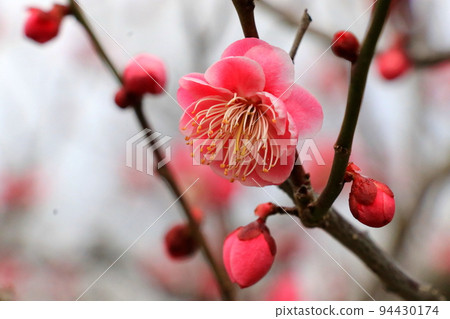 Pink plum blossoms in full bloom 94430174