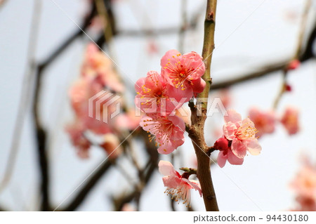 Pink plum blossoms in full bloom 94430180