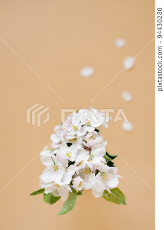 A twig of an apple tree with white flowers on a beige background. The concept of spring and fast time changing seasons. Flat lay, top view, copy space 94430280