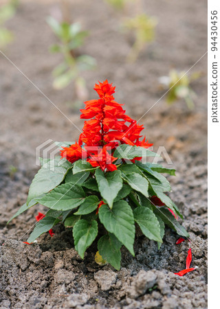 Red salvia flowers in summer in the garden 94430456