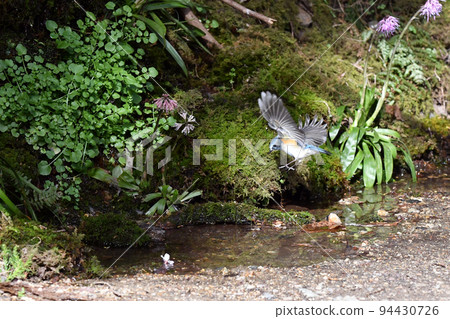 喜馬拉雅藍尾魚的飛行圖。 喜馬拉雅藍尾魚的飛行圖。 94430726