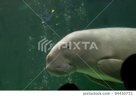 Dugong swimming 94430751