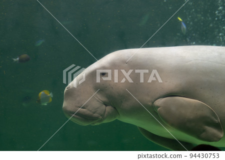 Dugong swimming 94430753