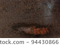 pupa of beetle 94430866