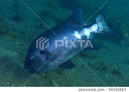 Parrotfish feeding 94430867