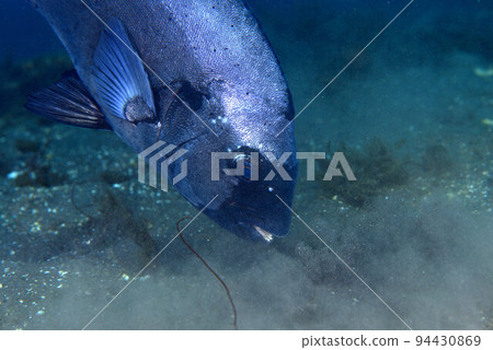 一條條紋鸚嘴魚在沙子上覓食 94430869
