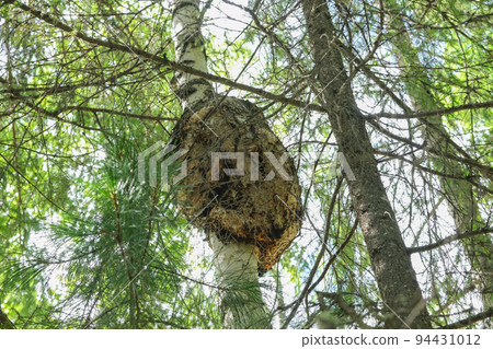 Large caps on the trunk of birch tree. Burls birch Large caps on the trunk of birch tree. Burls birch 94431012