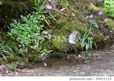 Flying figure of Himalayan bluetail. Flying figure of Himalayan bluetail. 94431119