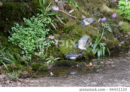Flying figure of Himalayan bluetail. (synthetic) Flying figure of Himalayan bluetail. (synthetic) 94431120