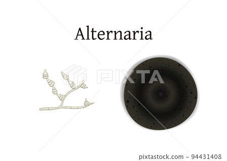 Alternaria mold vector illustration isolated on white background. Alternaria mold vector illustration isolated on white background. 94431408