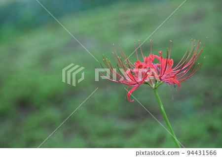 Kyoto Prefectural Botanic Garden 94431566