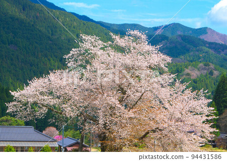 Odokoro's cherry blossoms and the mountains of Awa 1 Tsuyama City, Okayama Prefecture Odokoro's cherry blossoms and the mountains of Awa 1 Tsuyama City, Okayama Prefecture 94431586