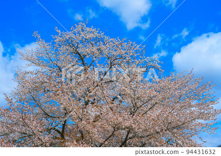 Odokoro's cherry blossom treetops in full bloom and the spring sky 2 Tsuyama City, Okayama Prefecture Odokoro's cherry blossom treetops in full bloom and the spring sky 2 Tsuyama City, Okayama Prefecture 94431632