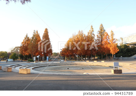 Autumn leaves/Autumn/Osaka/Hanahaku Memorial Park Tsurumi Ryokuchi Autumn leaves/Autumn/Osaka/Hanahaku Memorial Park Tsurumi Ryokuchi 94431789