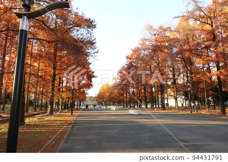 Autumn leaves/Autumn/Osaka/Hanahaku Memorial Park Tsurumi Ryokuchi Autumn leaves/Autumn/Osaka/Hanahaku Memorial Park Tsurumi Ryokuchi 94431791