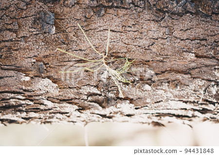 BANNER Close-up shot Hard wood outer layer of pine bark tissue surface stem. Horizontal. Texture light and dark brown colour abstract background. Beauty power in nature. More mood collection in stock BANNER Close-up shot Hard wood outer layer of pine bark tissue surface stem. Horizontal. Texture light and dark brown colour abstract background. Beauty power in nature. More mood collection in stock 94431848