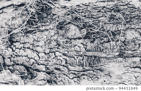 BANNER Close-up shot Hard wood outer layer of pine bark tissue surface stem. Horizontal. Texture light dark white black colour abstract background. Beauty power in nature. More mood collection stock 94431849