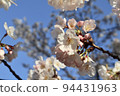 櫻花和藍天 94431963