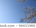 櫻花和藍天 94431966
