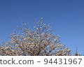 櫻花和藍天 94431967