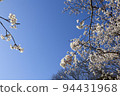 櫻花和藍天 94431968