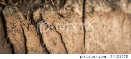 BANNER Hard wood crack down lines split base on outermost layer of Palm tree bark tissue surface stem. Beauty nature. Texture light brown colour abstract design background. More collection in stock BANNER Hard wood crack down lines split base on outermost layer of Palm tree bark tissue surface stem. Beauty nature. Texture light brown colour abstract design background. More collection in stock 94431978