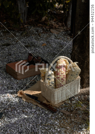 Fresh waxy corn or Sweet glutinous corn in Wicker basket with book and sunglasses under the tree. Fresh waxy corn or Sweet glutinous corn in Wicker basket with book and sunglasses under the tree. 94432156