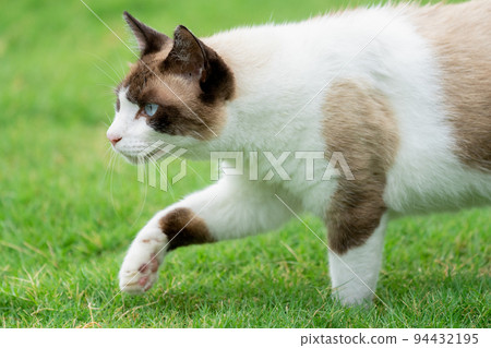 Creeping cat 94432195