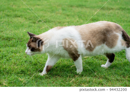 匍匐貓 94432200