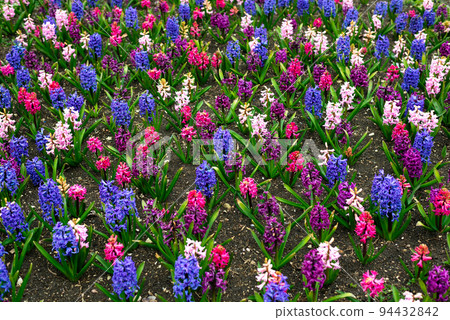 Hyacinths in the park in spring 94432842
