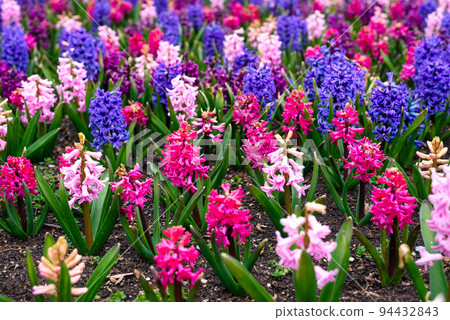 Hyacinths in the park in spring Hyacinths in the park in spring 94432843