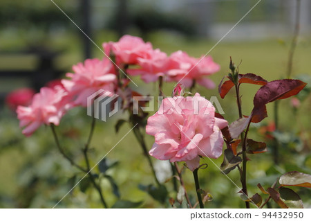 Arao City Ominous Citizen Flower Bed Rose Flower, Arao City Ominous Citizen Flower Bed Rose Flower, 94432950