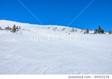 Almost Empty Ski Slope and Sparse Spruce Trees Almost Empty Ski Slope and Sparse Spruce Trees 94433239