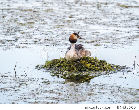 Great Crested Grebe, Podiceps cristatus, water bird sitting on the nest, nesting time on the green lake 94433509