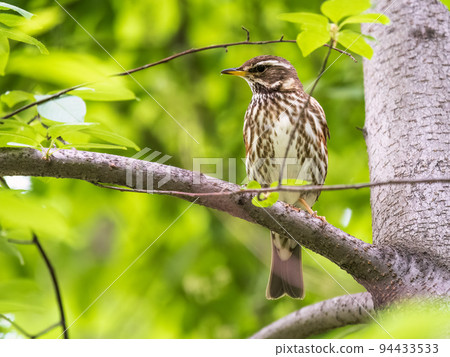 Wood bird Redwing, Turdus iliacus, sits on tree branch Wood bird Redwing, Turdus iliacus, sits on tree branch 94433533