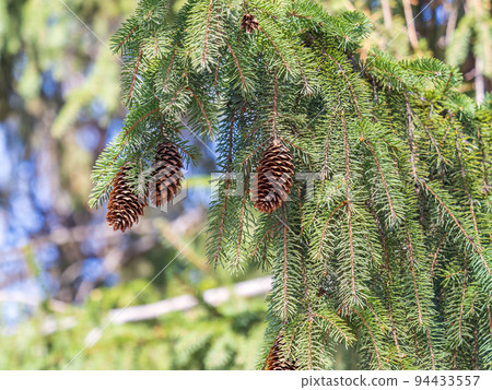 Green spruce branches with needles and cones in winter. Many cones on spruce. 94433557