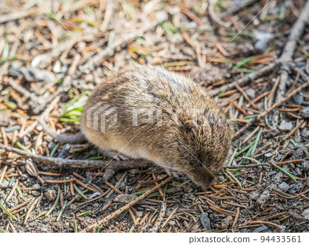 A closeup of a Common vole, Microtus arvalis, on the ground with a blurry background A closeup of a Common vole, Microtus arvalis, on the ground with a blurry background 94433561