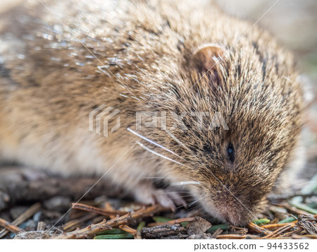 A closeup of a Common vole, Microtus arvalis, on the ground with a blurry background A closeup of a Common vole, Microtus arvalis, on the ground with a blurry background 94433562