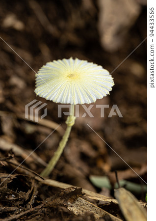 Fox no Harunasa 94433566