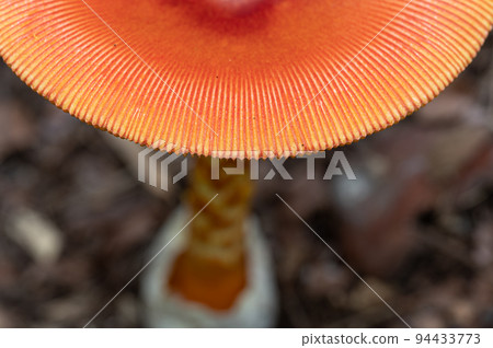 雞蛋蘑菇食用 94433773