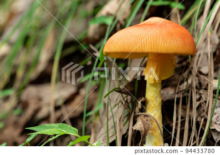 雞蛋蘑菇食用 94433780