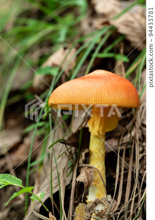 Egg mushroom edible 94433781