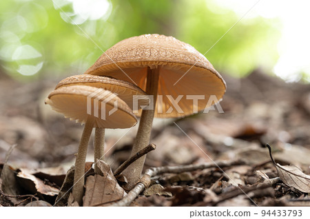 mushroom  94433793