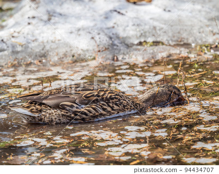 The surface of the water is partially covered with ice. Mallard duck swmming in winter river. Dangerous Thin Ice 94434707