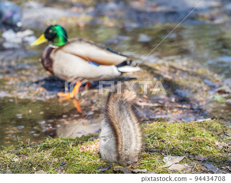 A rear view of a squirrel in grey winter coat against the fallen leaves background. The magnificent tail of a squirrel. 94434708