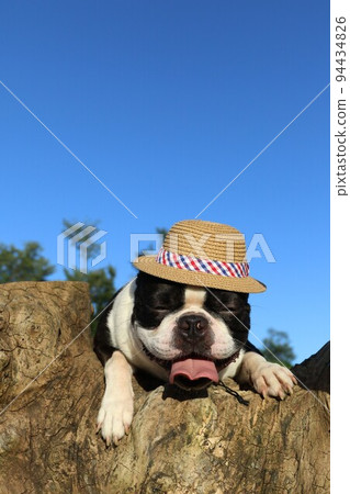 2022 Japan's happiest town Hatoyama-cho Aigo no Sato A cute Boston Terrier Mighty with a happy straw hat on top of a tree 94434826