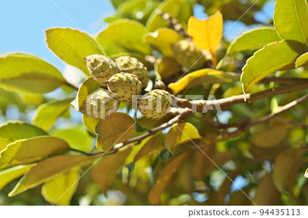 Sudajii fruit (Autumn, September) 94435113