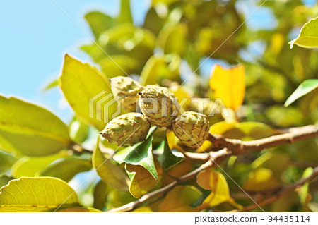 Sudajii fruit (Autumn, September) 94435114